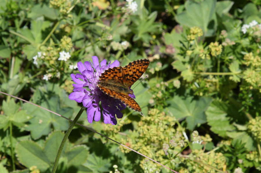 Boloria sp.?